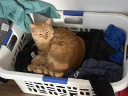 Lost Male Cat last seen Between Main street and Madison Ace, Bridgeport, CT 06606