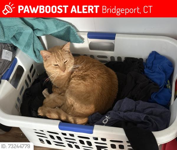Lost Male Cat last seen Between Main street and Madison Ace, Bridgeport, CT 06606