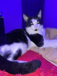 Lost Male Cat last seen Near nw 79 st, Miami, FL 33147