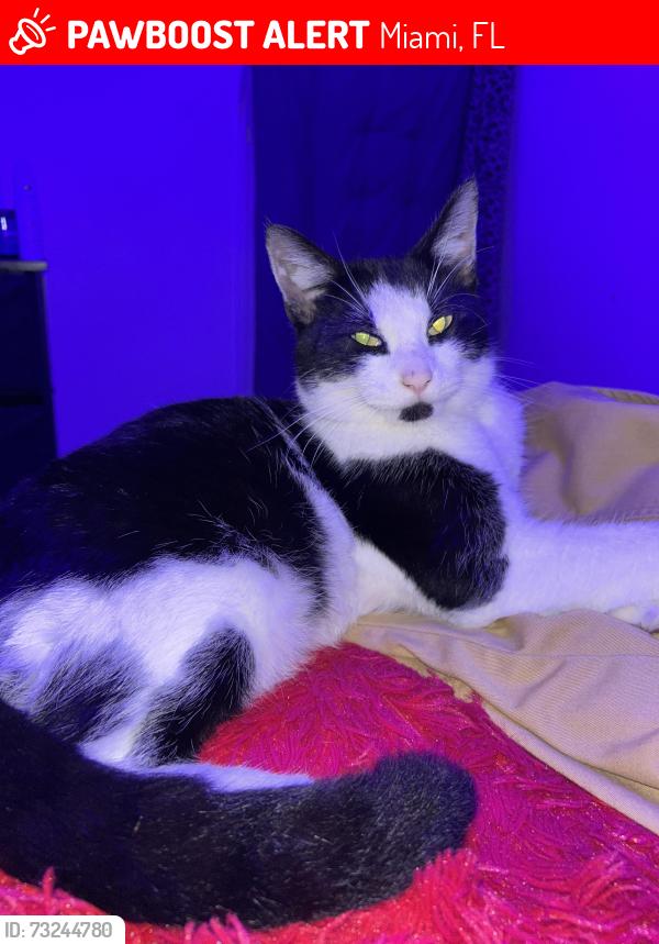 Lost Male Cat last seen Near nw 79 st, Miami, FL 33147