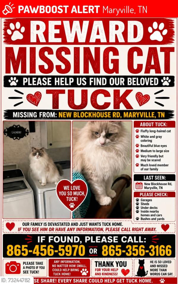 Lost Male Cat last seen Court st, Maryville, TN 37803