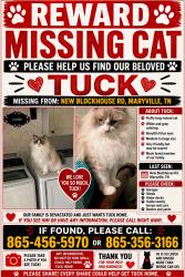 Lost Male Cat last seen Court st, Maryville, TN 37803