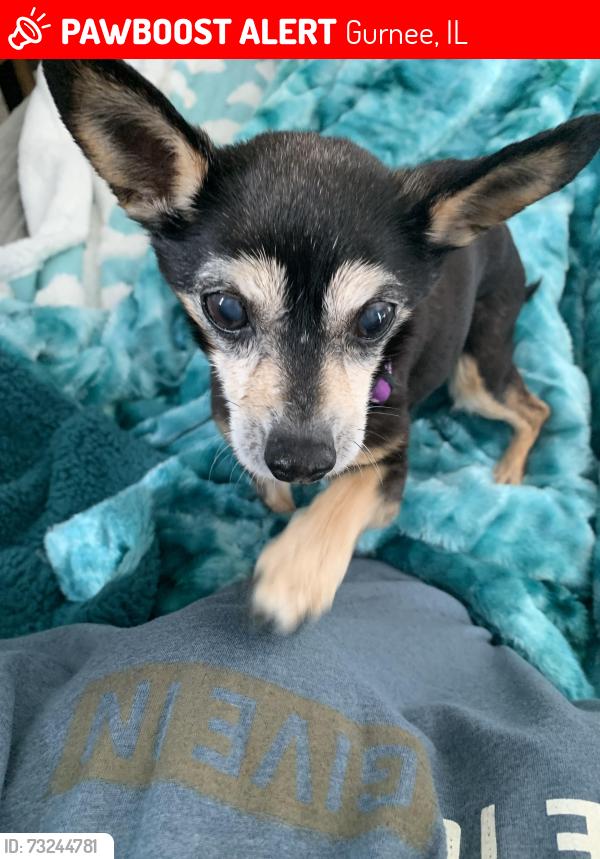 Lost Female Dog last seen Banbury & Hampshire, Gurnee, IL 60031