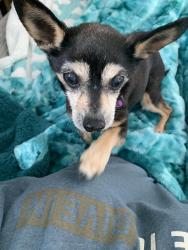 Lost Female Dog last seen Banbury & Hampshire, Gurnee, IL 60031