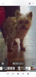 Lost Female Dog last seen Union Community Care on Duke Street, Cemetery, County Park, King Elementary school, Lancaster, PA 17602