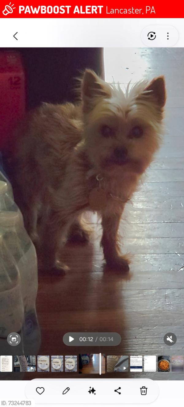 Lost Female Dog last seen Union Community Care on Duke Street, Cemetery, County Park, King Elementary school, Lancaster, PA 17602
