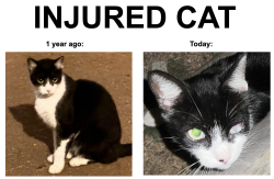 Found/Stray Unknown Cat last seen Hangs out at Via Dolce Park but roams widely, Los Angeles, CA 90292