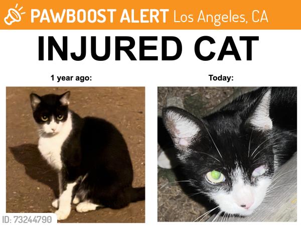 Found/Stray Unknown Cat last seen Hangs out at Via Dolce Park but roams widely, Los Angeles, CA 90292