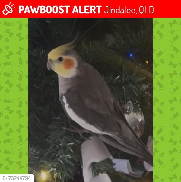 Lost Male Bird last seen Jindalee, Jindalee, QLD 4074