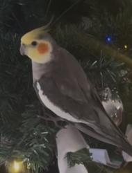 Lost Male Bird last seen Jindalee, Jindalee, QLD 4074