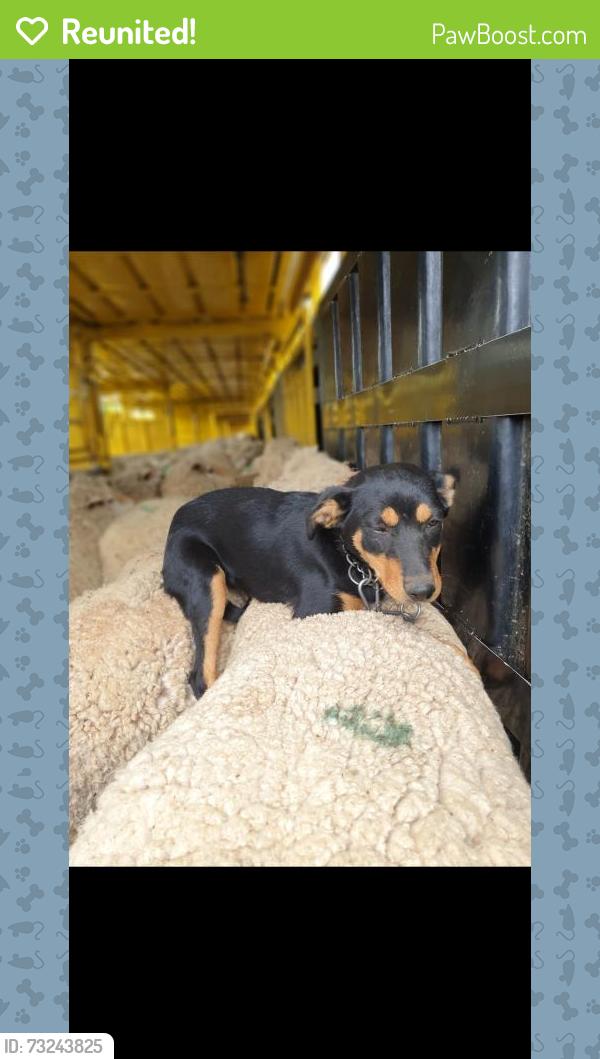 Reunited Female Dog last seen Parking bay nathalia, Nathalia, VIC 3638