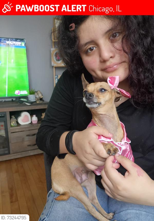 Lost Female Dog last seen Latrobe and dickens, Chicago, IL 60639
