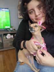 Lost Female Dog last seen Latrobe and dickens, Chicago, IL 60639