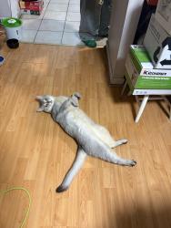 Lost Male Cat last seen Was last seen at home, 15 Pebble Byway, Toronto, ON M2H 3J5