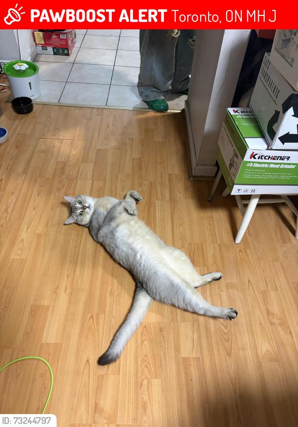 Lost Male Cat last seen Was last seen at home, 15 Pebble Byway, Toronto, ON M2H 3J5