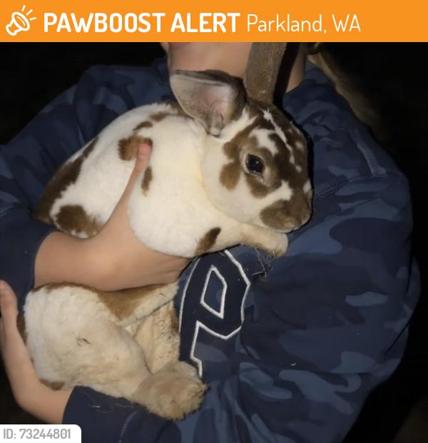 Found/Stray Male Rabbit last seen Around the corner from hard luck bar and grill, Parkland, WA 98444