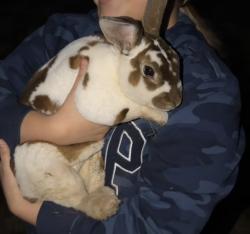 Found/Stray Male Rabbit last seen Around the corner from hard luck bar and grill, Parkland, WA 98444