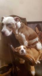 Lost Male Dog last seen apmt, Houston, TX 77082