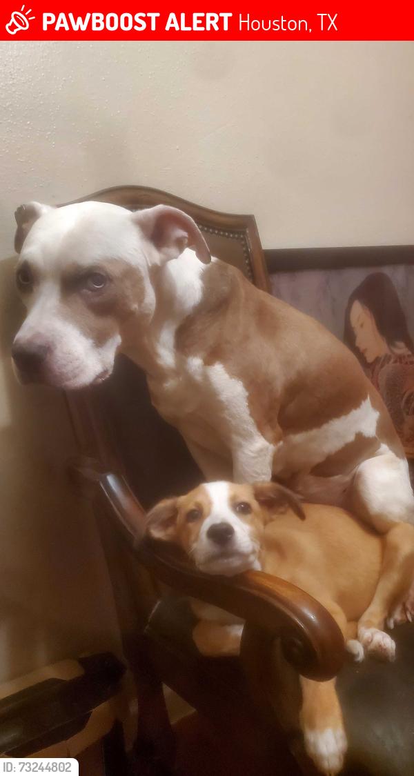 Lost Male Dog last seen apmt, Houston, TX 77082