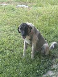 Found/Stray Unknown Dog last seen Close to Victoria Village, Montgomery County, TX 77355