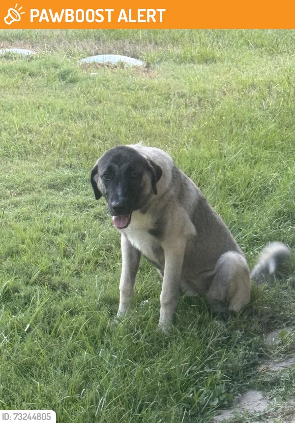 Found/Stray Unknown Dog last seen Close to Victoria Village, Montgomery County, TX 77355