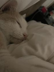 Reunited Male Cat last seen Deep Canyon Road, Palm Desert, CA 92260