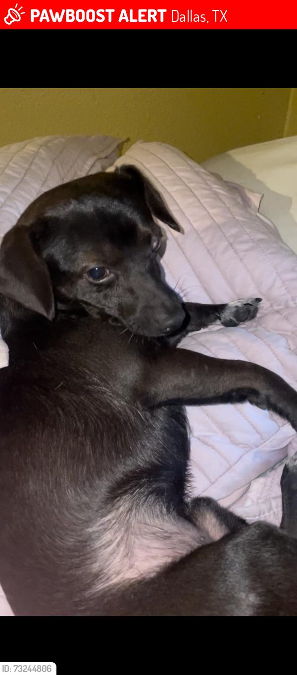 Lost Male Dog last seen Near masters, Dallas, TX 75217