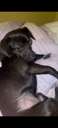Lost Male Dog last seen Near masters, Dallas, TX 75217