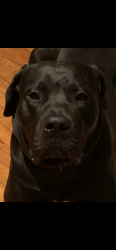 Reunited Male Dog last seen Sutter ave 77th street ozone park, Queens, NY 11417