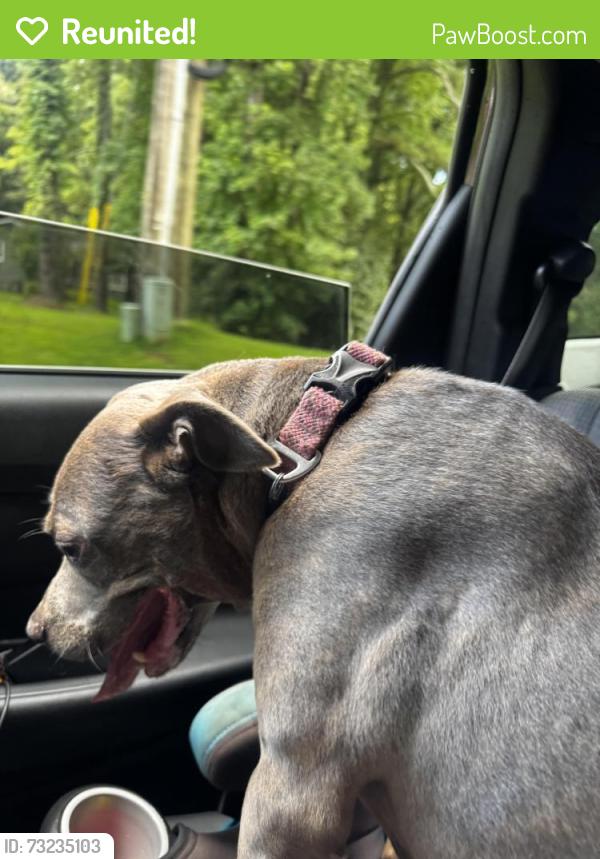 Reunited Female Dog last seen Deerchase subdivision, apple valley rd, Woodstock, GA 30188