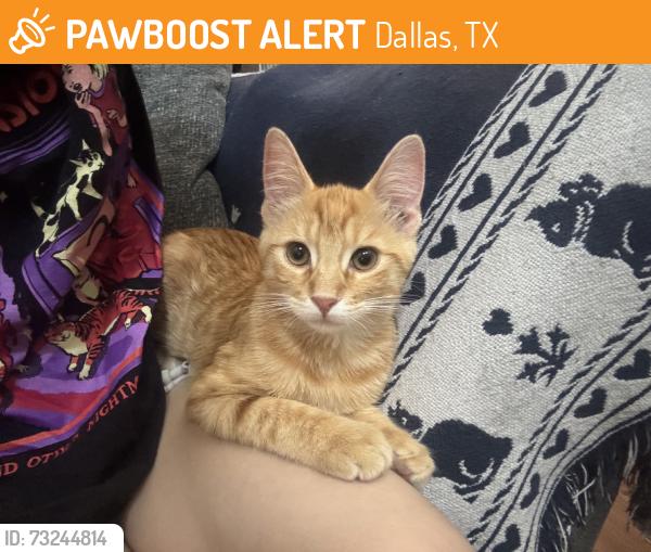 Found/Stray Male Cat last seen La Prada, Dallas, TX 75228