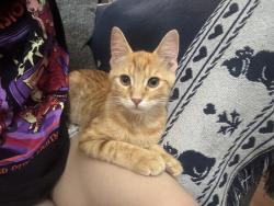 Found/Stray Male Cat last seen La Prada, Dallas, TX 75228