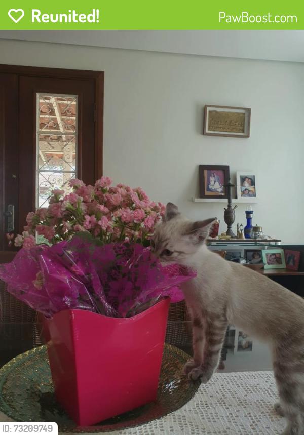 Reunited Female Cat last seen rua reta subindo o quartel policial, Vila Thais, SP 12949-370