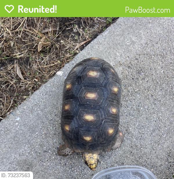 Reunited Female Reptile last seen Near Ridge Line Dr, San Bernardino, CA 92407, USA, San Bernardino, CA 92407