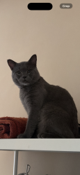 Reunited Male Cat last seen Birdcage park, Clifton, England BS8 1AE