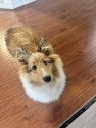 Lost Female Dog last seen Big lake MN, Big Lake, MN 55309