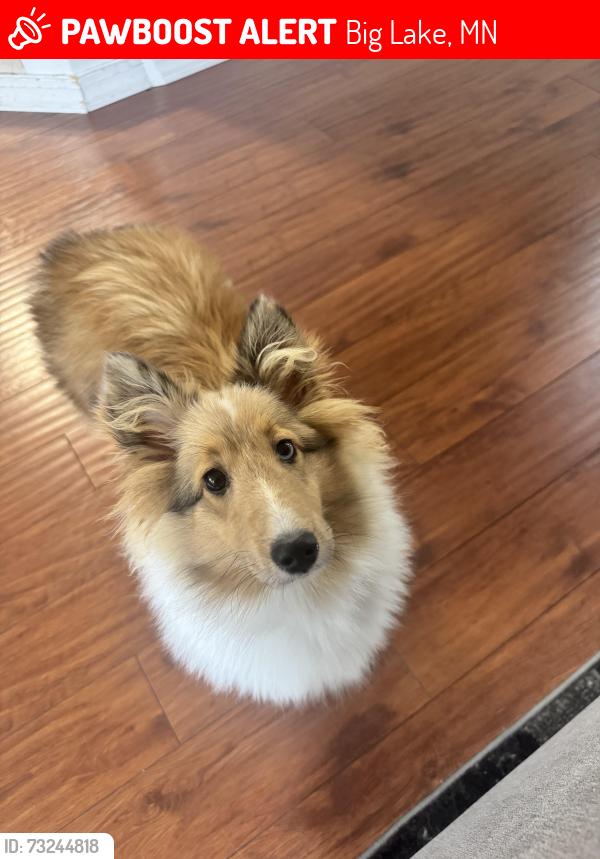 Lost Female Dog last seen Big lake MN, Big Lake, MN 55309