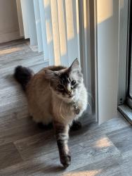 Lost Male Cat last seen Jefferson elementary school, Centralia, WA 98531
