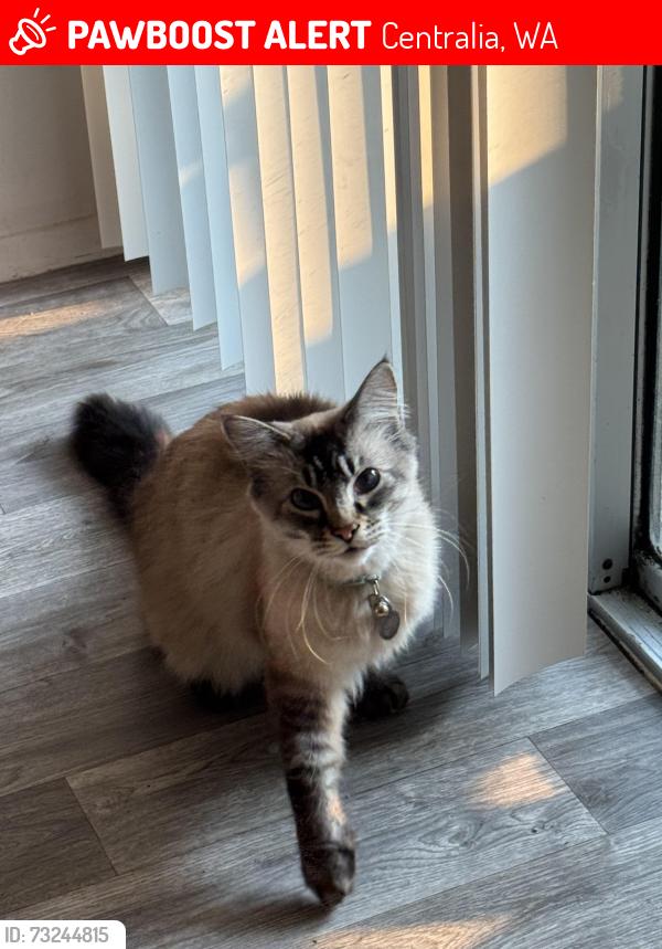 Lost Male Cat last seen Jefferson elementary school, Centralia, WA 98531