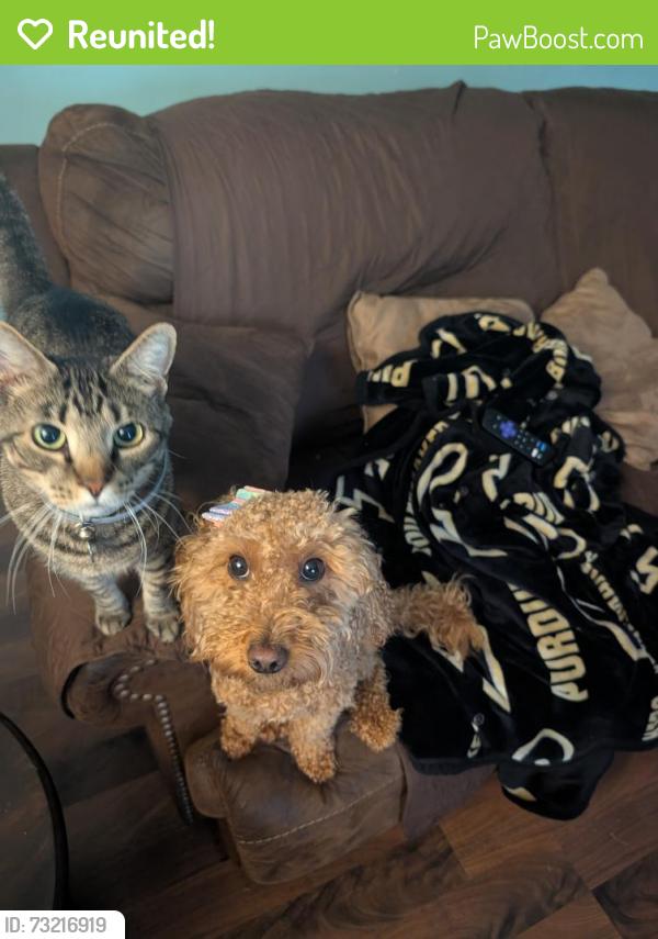 Reunited Female Dog last seen Lofton and royce drive, Lafayette, IN 47909
