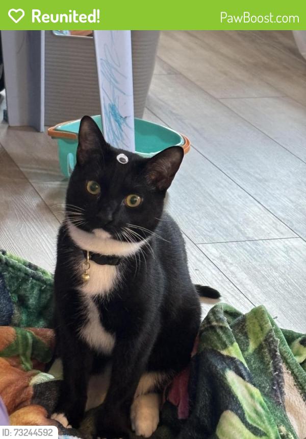 Reunited Male Cat last seen herring creek drive and maple cross st, Accokeek, MD 20607