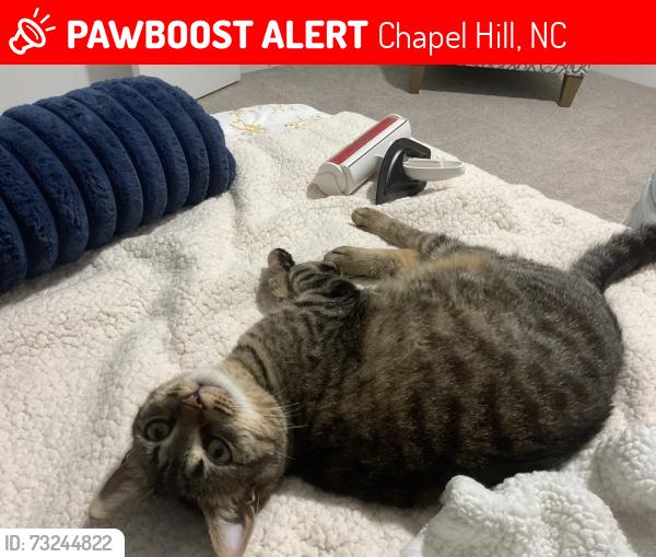 Lost Female Cat last seen Davis Love and Kingswood Lane, Chapel Hill, NC 27517