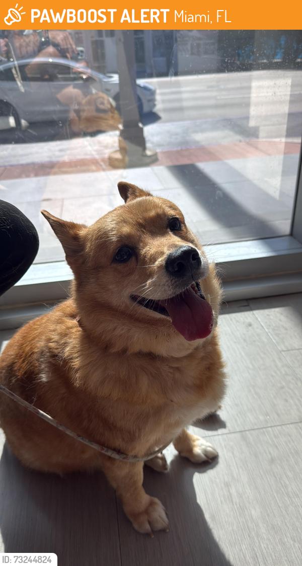 Found/Stray Female Dog last seen Polo Park, Miami, FL 33140