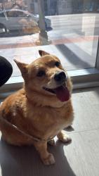 Found/Stray Female Dog last seen Polo Park, Miami, FL 33140