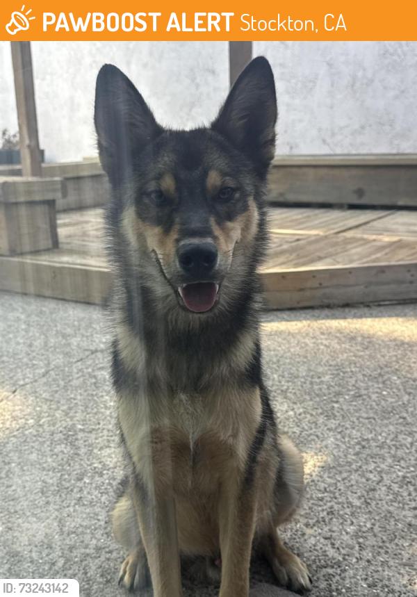 Found/Stray Male Dog last seen Benjamin holt, Stockton, CA 95219