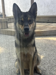 Found/Stray Male Dog last seen Benjamin holt, Stockton, CA 95219