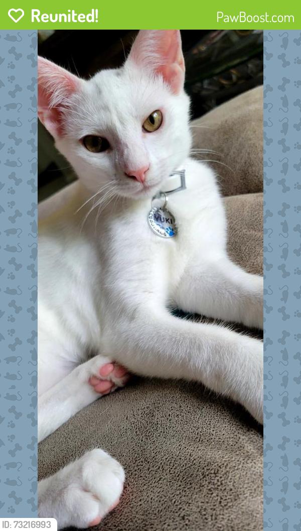 Reunited Male Cat last seen Libbey ave, Fort Worth, TX 76107