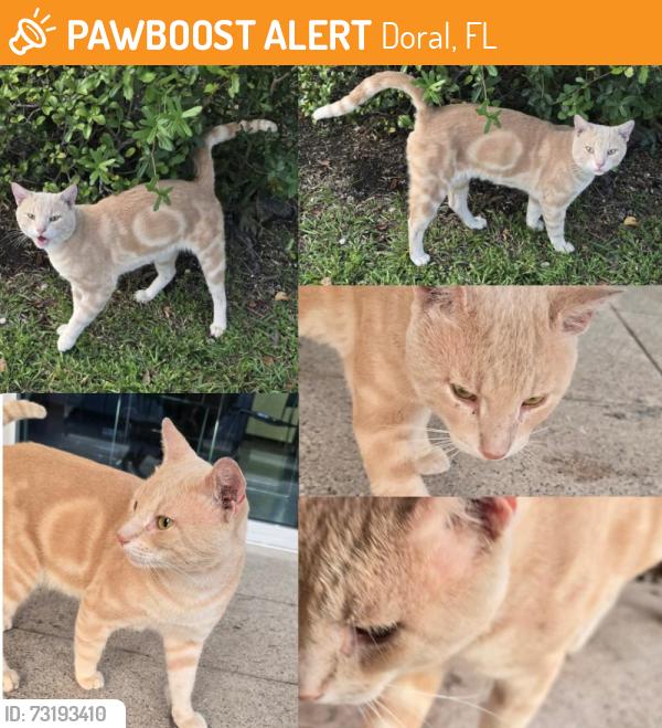 Found/Stray Male Cat last seen NW 111th Ave & NW 12 Street, Doral, FL 33172