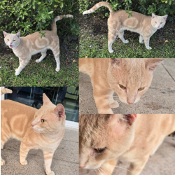 Found/Stray Male Cat last seen NW 111th Ave & NW 12 Street, Doral, FL 33172
