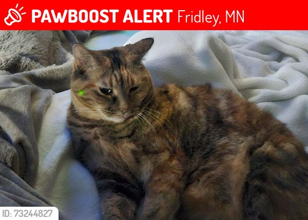 Lost Female Cat last seen 63rd and Madison Street NE, Fridley, MN 55432